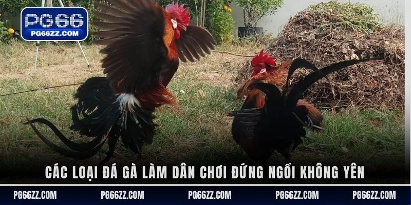Các loại đá gà làm dân chơi đứng ngồi không yên