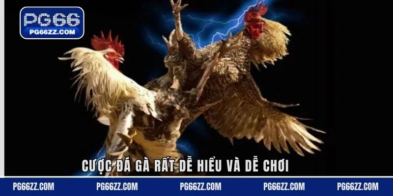 Cược đá gà rất dễ hiểu và dễ chơi