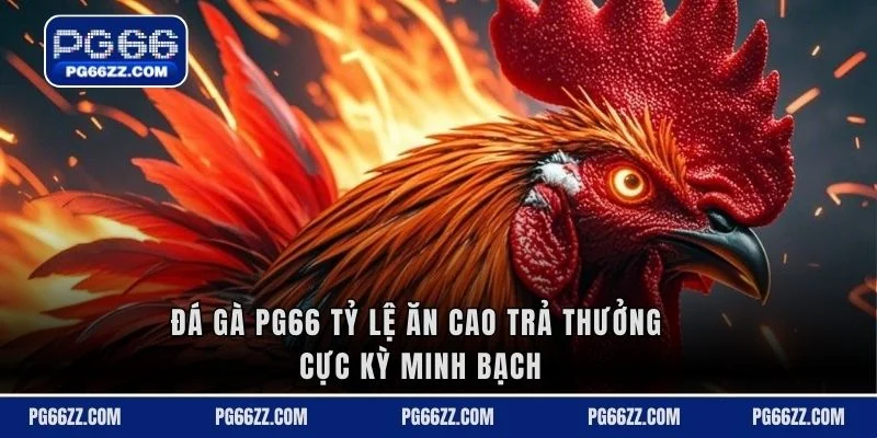 Đá gà PG66 tỷ lệ ăn cao trả thưởng cực kỳ minh bạch