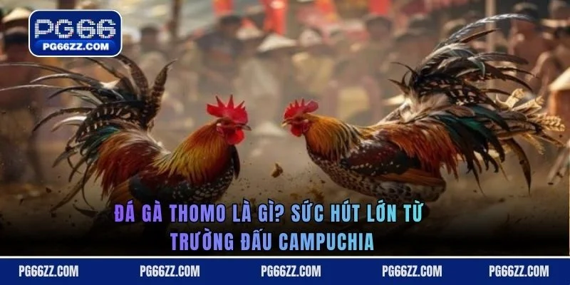 Đá gà Thomo