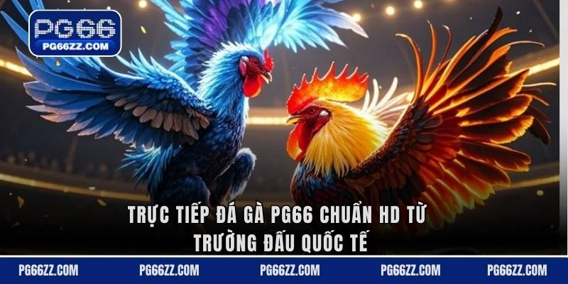 Trực tiếp Đá gà PG66 chuẩn HD từ trường đấu quốc tế